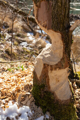 Beaver chewing down a tree.