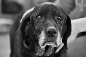 very old dog. black labrador retriever portrait