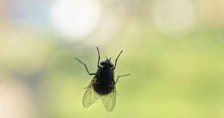 Housefly over transparent background closeup