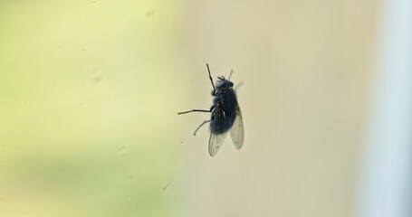 Housefly over transparent background closeup