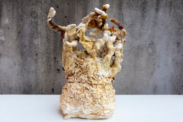 Mycelium and grown Reishi mushrooms on a concrete background