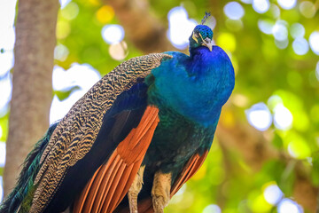 Obraz premium Cartagena, Colombia