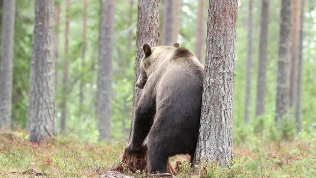 Large wild mammal, brown bear (Ursus arctos) rubbing its back against tree and walking away in taiga forest in Finnish nature