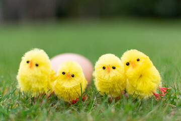 Chicks holding egg on field Easter day celebration, cute small chickens
