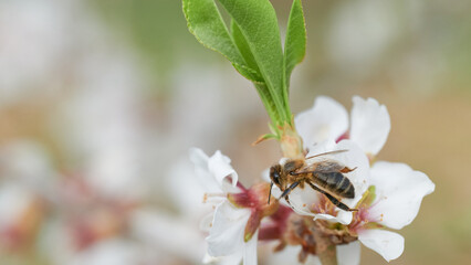 Beauty image with honey bee sucking nectar from almond blossom in full bloom