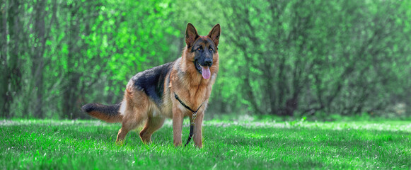 German shepherd in natural park looking away on sunny day - Powered by Adobe