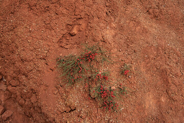 Ephedra horsetail, lat. Ephedra equisetina Bge., plant with beneficial healing properties. Valley...