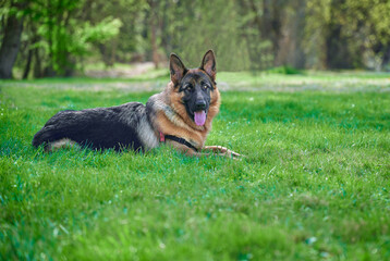 Long-haired German shepherd sitting on grass of natural park looking at camera