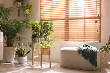 Cozy room interior with stylish furniture and beautiful houseplants near window