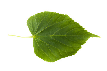 green fresh lime leaf on a white background
