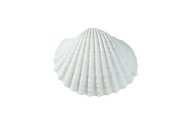 white shell on a white background, isolate