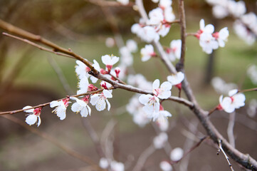 Blossoms of purple-leaf apricot on the branch of a flowering tree in the early springtime. Spring- blooming fruit trees in the garden plot