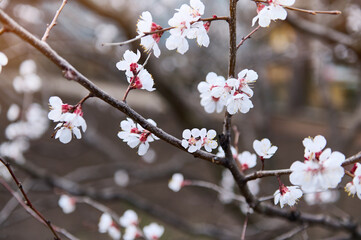 Blossoms of purple-leaf apricot on the branch of a flowering tree in the early springtime