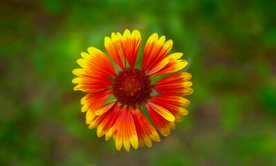 Gaillardia on a blurred green background is a genus of plants in the Asteraceae family from North and South America. Large-format photo with a flower in the center