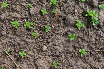 Delicate fragile sprouts in a field or garden. Agricultural crops in the open field. Selective focus. New life, sustainable living, Earth day, investment concept.Nurturing baby plant, protect nature