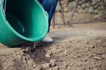 Cropped view of a gardener watering a loosened soil from bucket in the garden plot of her country...