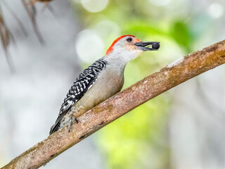 A red-bellied woodpecker bird, with a dark berry in its beak, sits perched on a branch in a wildlife park on Sanibel Island, Florida.