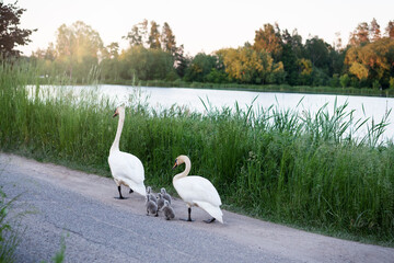 Two swans with cygnets on their way to the lake. The mute swan (Cygnus olor) is a species of swan...