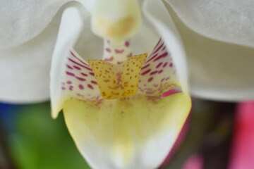 Fototapeta na wymiar Orquídea mariposa (phalaenopsis)