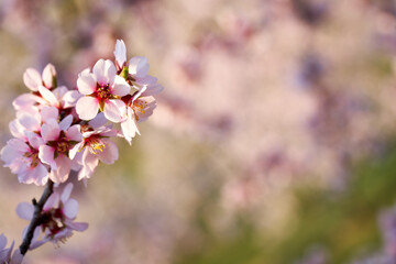 Closeup of almond trees in bloom in March with copy space