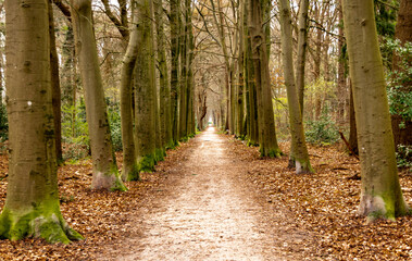 Ścieżka między drzewami w lasku