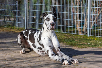 great dane lying on the ground
