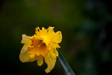Piękny kwiat żółtego narcyza z bliska