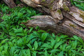 old trunk with wild garlic