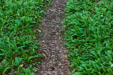 path in the forest