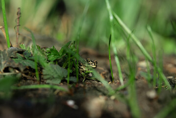 frog in the grass