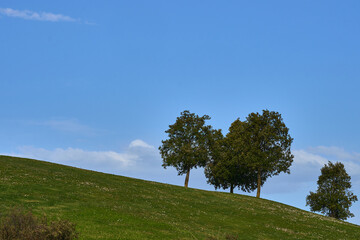 View of four trees on a green hill and a blue sky at sunset