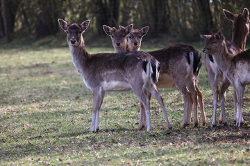 Deer at the edge of the forest
