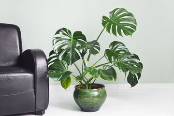 Monstera deliciosa or Swiss Cheese Plant in a green flower pot next to the brown armchair on a light green background, minimalism and scandinavian style - obrazy, fototapety, plakaty