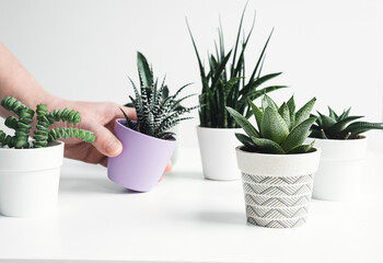 A variety of succulent home plants on a white table and a hand putting a pot, mini plants and home gardening concept