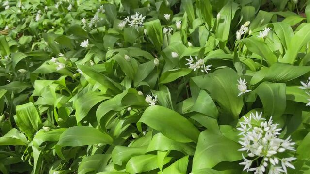 Wild garlic in a woodland.