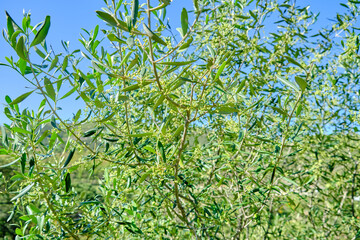 Acebuche, typical tree of the fields of Menorca