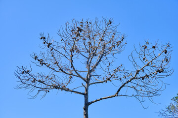 Stone Pine in Tarifa, Costa de la Luz, Spain