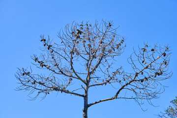 stone pine completely without leaves
