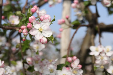 a flower and pink flower buds closeup of an apple tree in an orchard in springtime
