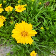 yellow dandelion flower