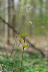 Naturfotografie - Blumen und Pflanzen