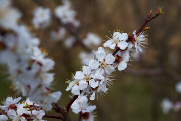 blooming branch of fruit tree in spring
