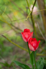 Naturfotografie - Blumen und Pflanzen