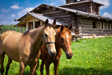 Russia - Moscow - Couple of sorrel horses on the green meadow with the backcountry cottage behind