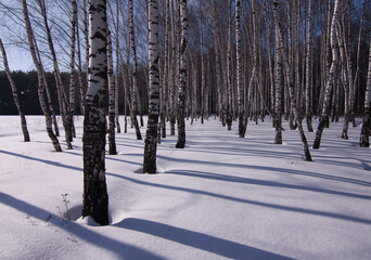 Russia - Moscow - Beautiful snowy birch winter landscape