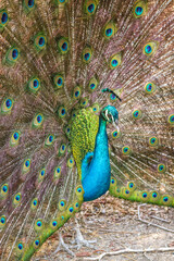 Fototapeta premium Cartagena, Colombia