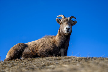 Bighorn sheep (Ovis canadensis) in Jasper National Park, Alberta, Canada