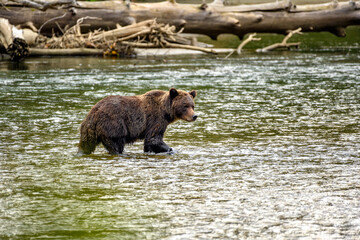 Obraz na płótnie Canvas A grizzly bear (Ursus arctos horribilis) walking in the Atnarko River in coastal British Columbia at Bella Coola, Canada
