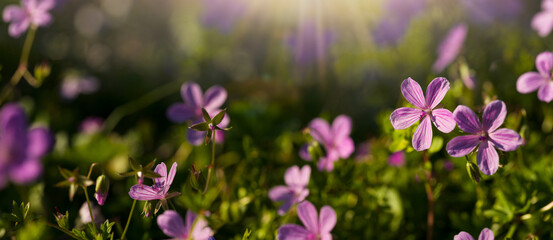 Fototapeta premium Beautiful pink wildflowers blooming in the garden. Spring background. Panoramic high quality nature theme. Close-up flower detail