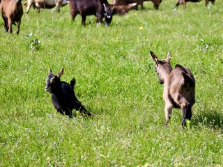 Spielende Ziegen